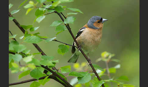 Buchfink (Fringilla coelebs)