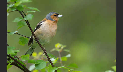 Buchfink (Fringilla coelebs)