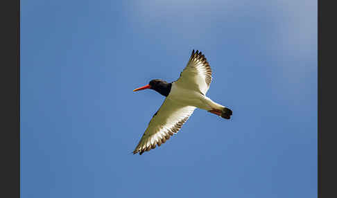 Austernfischer (Haematopus ostralegus)