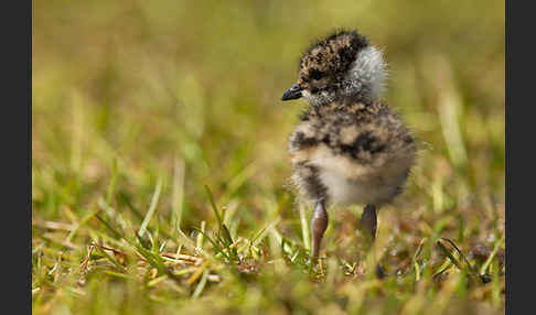 Austernfischer (Haematopus ostralegus)