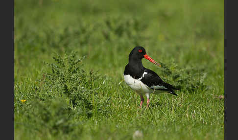 Austernfischer (Haematopus ostralegus)