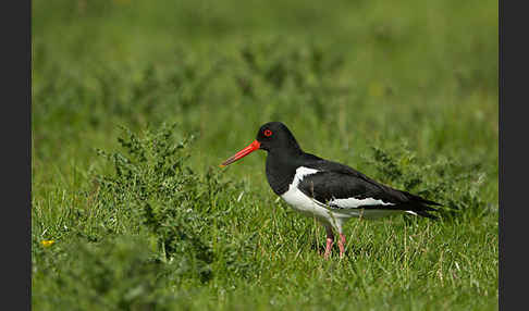 Austernfischer (Haematopus ostralegus)