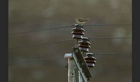 Bekassine (Gallinago gallinago)