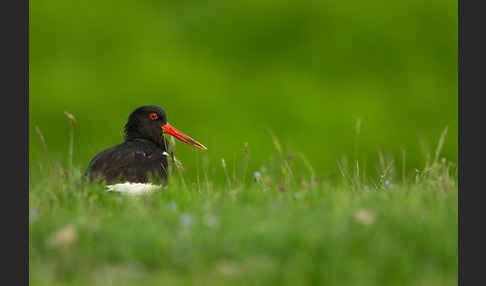 Austernfischer (Haematopus ostralegus)