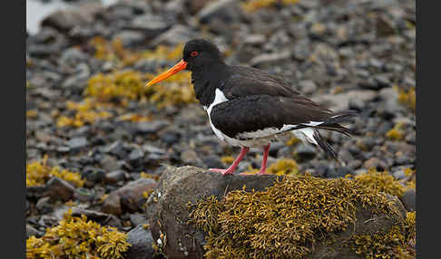 Austernfischer (Haematopus ostralegus)