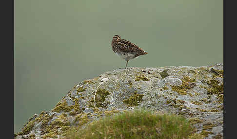 Bekassine (Gallinago gallinago)