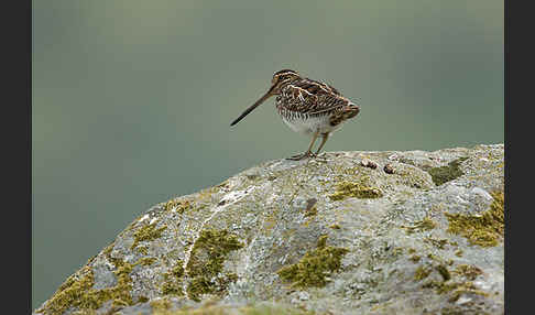 Bekassine (Gallinago gallinago)