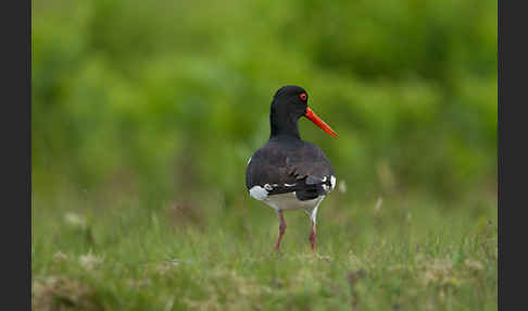 Austernfischer (Haematopus ostralegus)