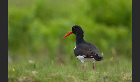 Austernfischer (Haematopus ostralegus)