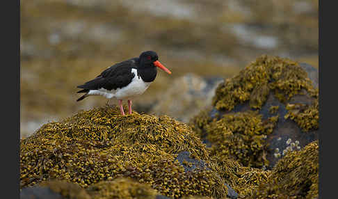 Austernfischer (Haematopus ostralegus)