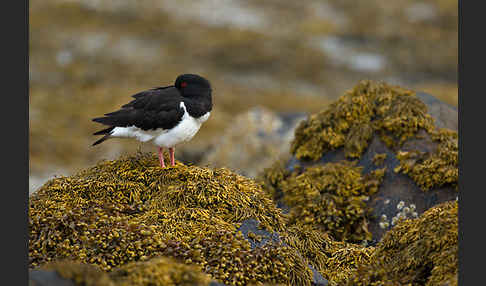 Austernfischer (Haematopus ostralegus)