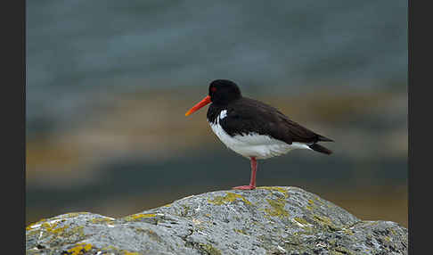 Austernfischer (Haematopus ostralegus)