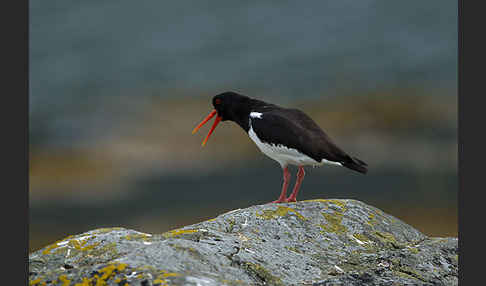 Austernfischer (Haematopus ostralegus)