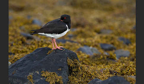 Austernfischer (Haematopus ostralegus)