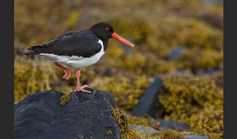 Austernfischer (Haematopus ostralegus)