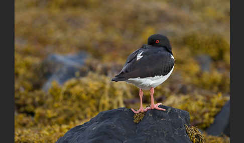 Austernfischer (Haematopus ostralegus)