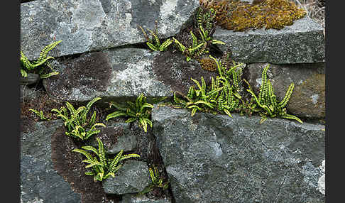 Brauner Streifenfarn (Asplenium trichomanes)