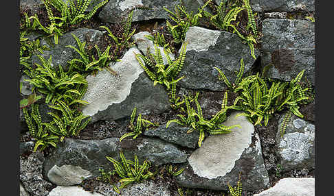 Brauner Streifenfarn (Asplenium trichomanes)