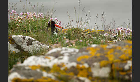 Austernfischer (Haematopus ostralegus)