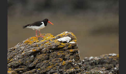 Austernfischer (Haematopus ostralegus)
