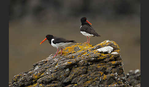 Austernfischer (Haematopus ostralegus)