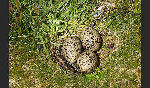 Austernfischer (Haematopus ostralegus)