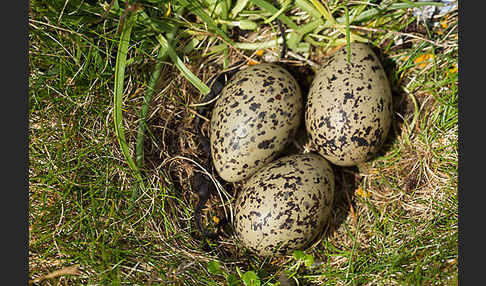 Austernfischer (Haematopus ostralegus)