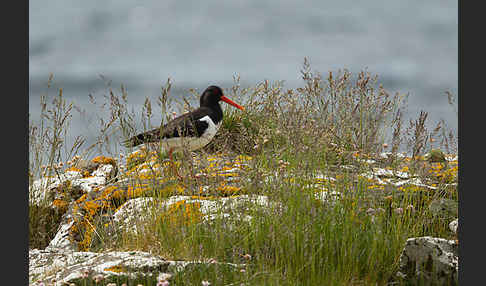 Austernfischer (Haematopus ostralegus)