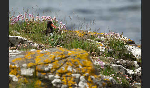 Austernfischer (Haematopus ostralegus)