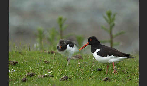 Austernfischer (Haematopus ostralegus)