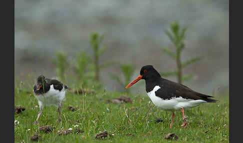 Austernfischer (Haematopus ostralegus)