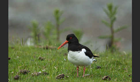 Austernfischer (Haematopus ostralegus)