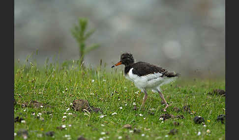 Austernfischer (Haematopus ostralegus)