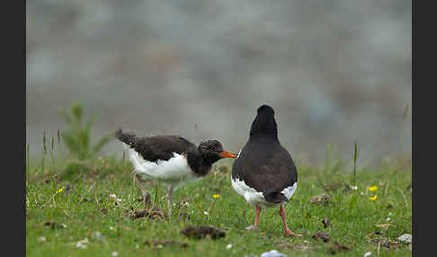 Austernfischer (Haematopus ostralegus)