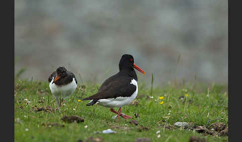 Austernfischer (Haematopus ostralegus)