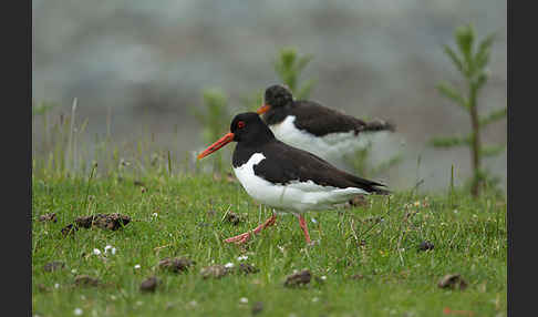 Austernfischer (Haematopus ostralegus)