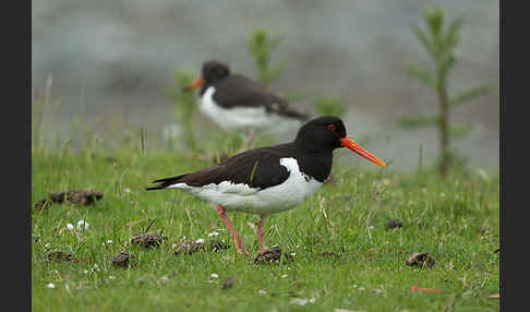 Austernfischer (Haematopus ostralegus)