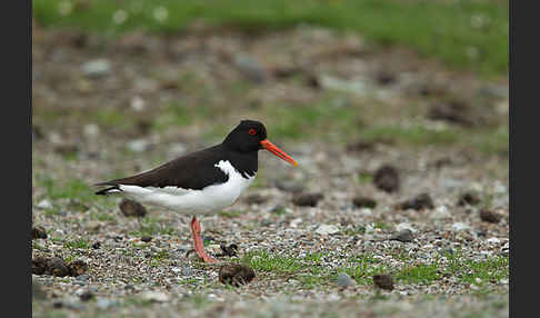 Austernfischer (Haematopus ostralegus)