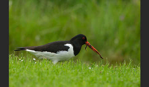 Austernfischer (Haematopus ostralegus)