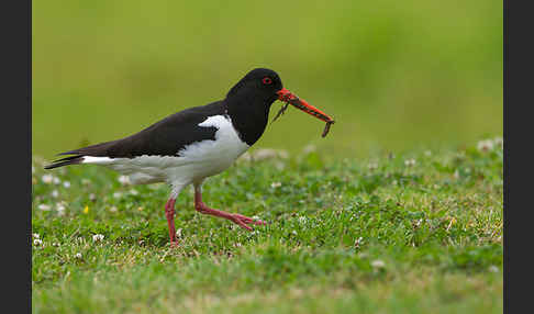 Austernfischer (Haematopus ostralegus)