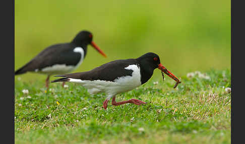 Austernfischer (Haematopus ostralegus)