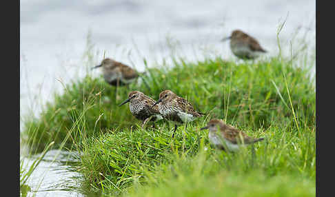 Alpenstrandläufer (Calidris alpina)