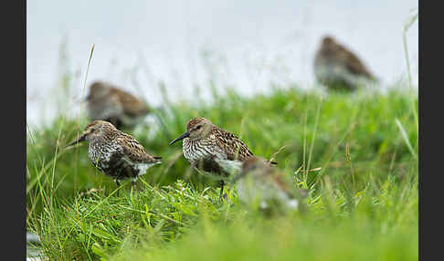 Alpenstrandläufer (Calidris alpina)