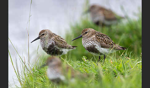 Alpenstrandläufer (Calidris alpina)