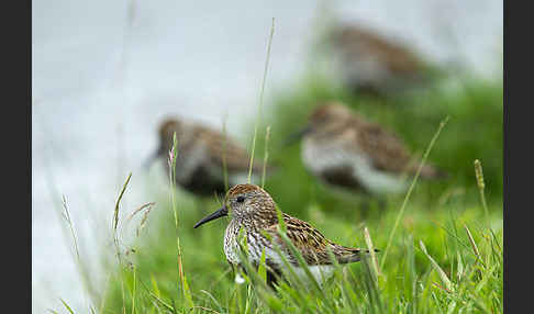 Alpenstrandläufer (Calidris alpina)