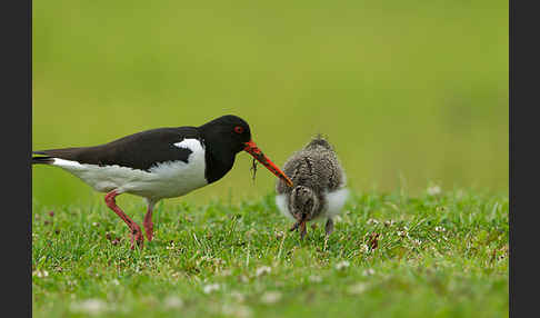 Austernfischer (Haematopus ostralegus)