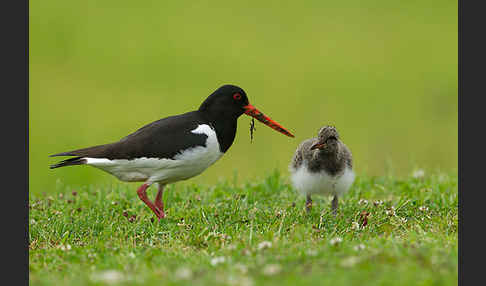 Austernfischer (Haematopus ostralegus)