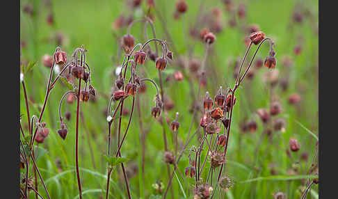 Bach-Nelkenwurz (Geum rivale)