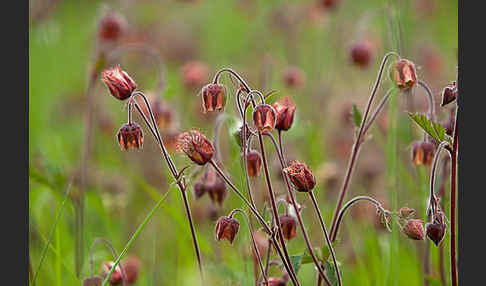 Bach-Nelkenwurz (Geum rivale)