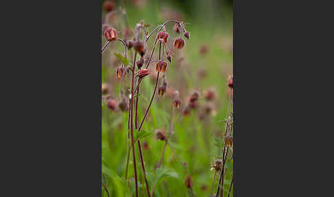 Bach-Nelkenwurz (Geum rivale)